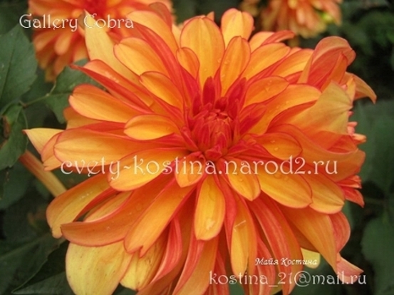 бордюрная георгина dahlia Gallery Cobra оранжевый цветок