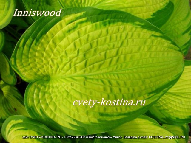 желтая хоста сорт Inniswood жатый лист