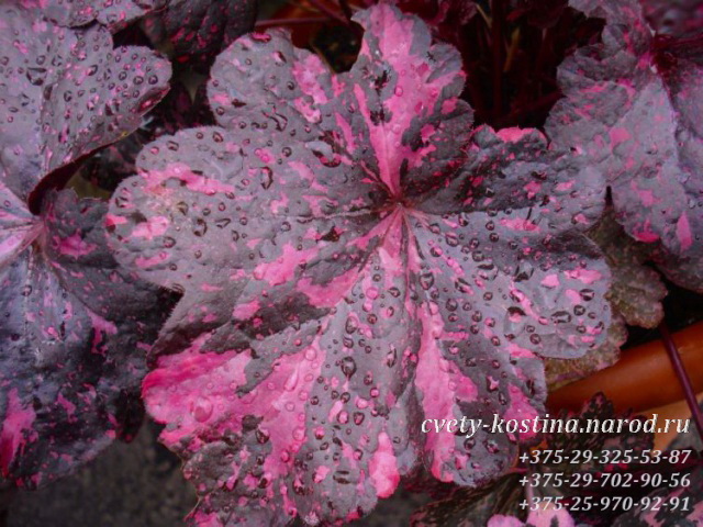 Гейхера- Heuchera сорт Midnight Rose- листья темно пурпурные с розовыми пятнами