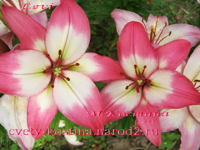 двухцветная лилия сорт Levi- Азиатские гибриды, розовая с белым, цветы, фото