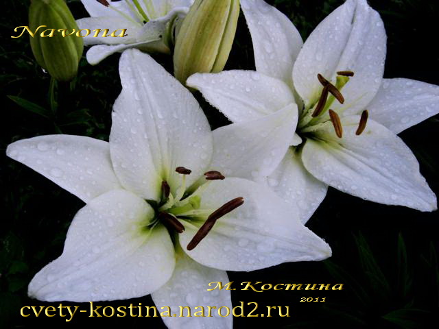 белая лилия сорт Навона- lili Navona- азиатские гибриды, цветы, фото