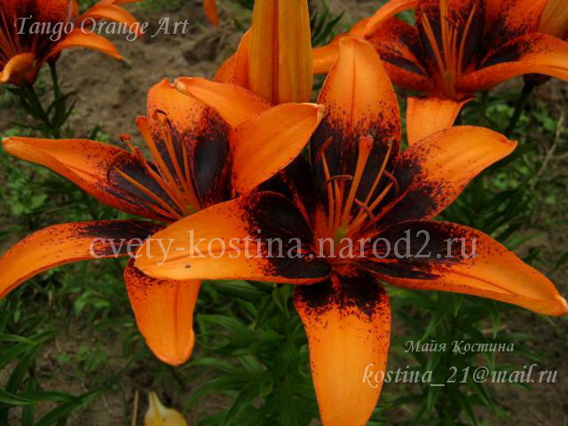 лилия группа Tango сорт Orange Art, оранжевая с темным центром