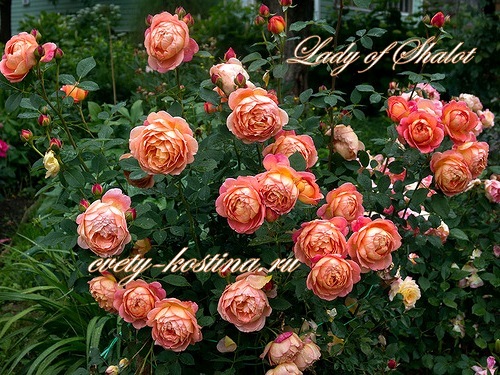 английская роза сорт Lady of Shalott- AUSnyson- David Austin, цветы, фото