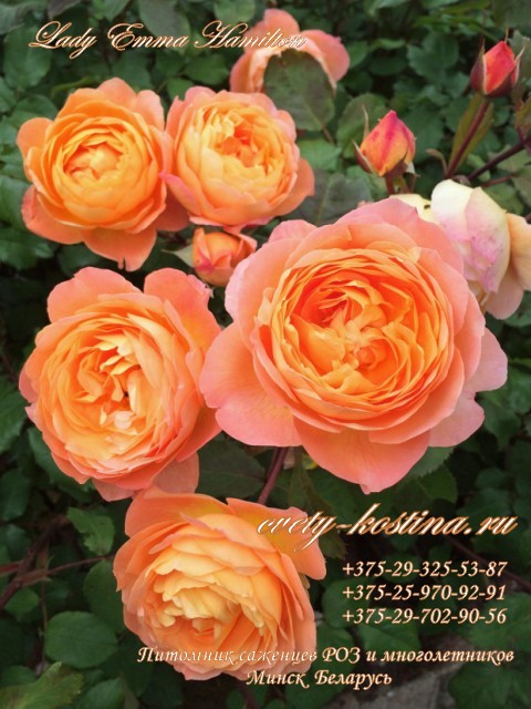 английская оранжевая роза сорт Lady Emma Hamilton-AUSbrother- David Austin