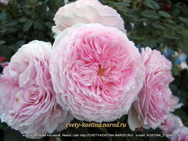английская роза James Galway- AUScrystal- David Austin, цветы