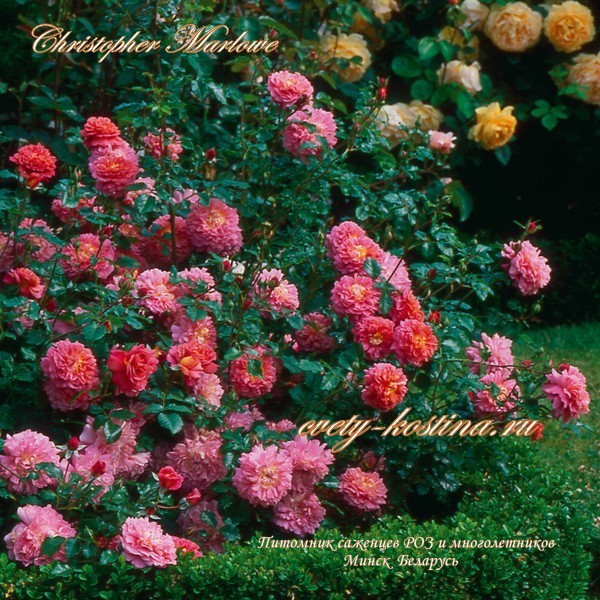 английская роза Christopher Marlowe- David Austin, цветущий куст в саду