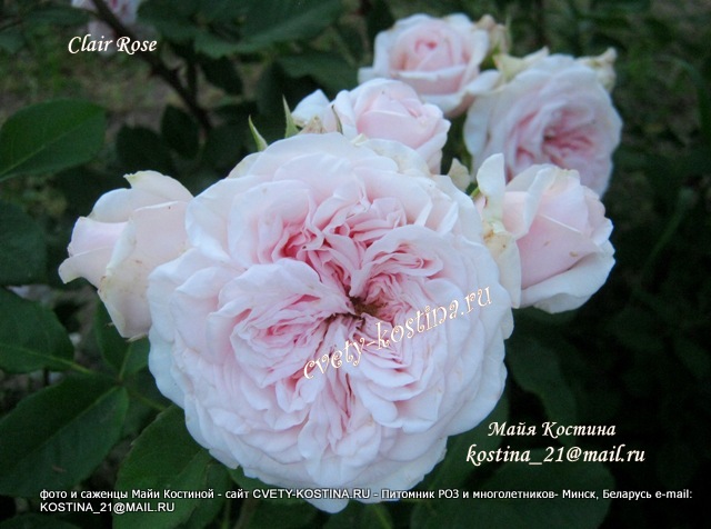 английская роза Дэвида Остина Claire Rose куст в саду, фото