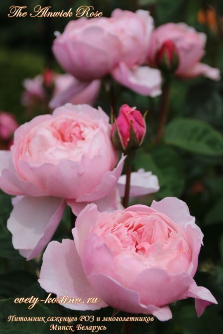 английская розовая роза сорт The Alnwick Rose- David Austin