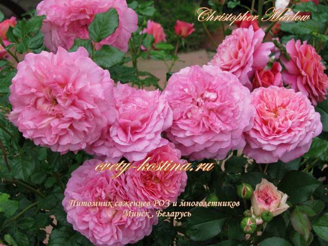 английская розовая роза сорт Christopher Marlowe- David Austin, цветы, фото