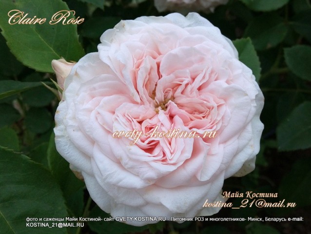 бело розовая роза Дэвида Остина Claire Rose, AUSlight , цветок, фото