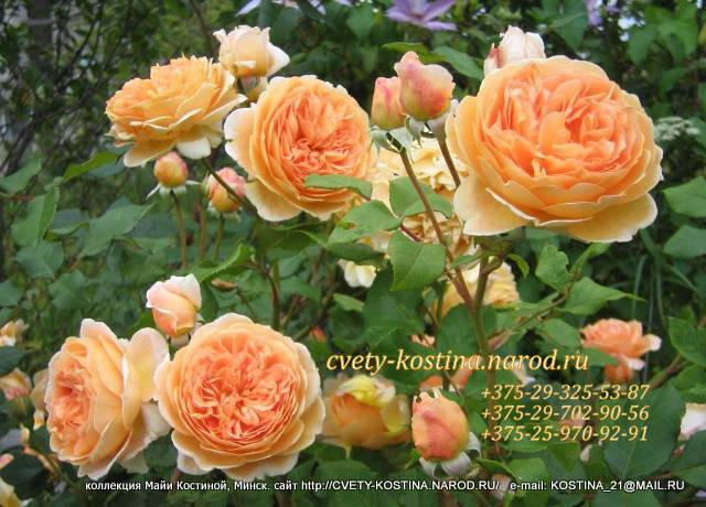 английская роза сорт Crown Princess Margaretha- AUSwinter- David Austin