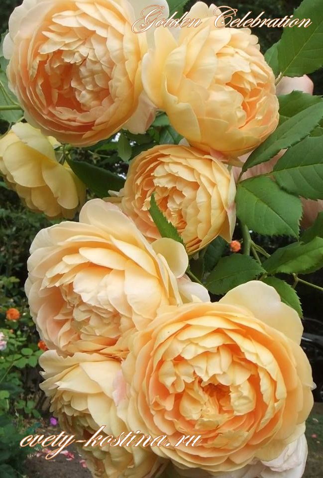 английская роза Дэвида Остина Golden Celebration