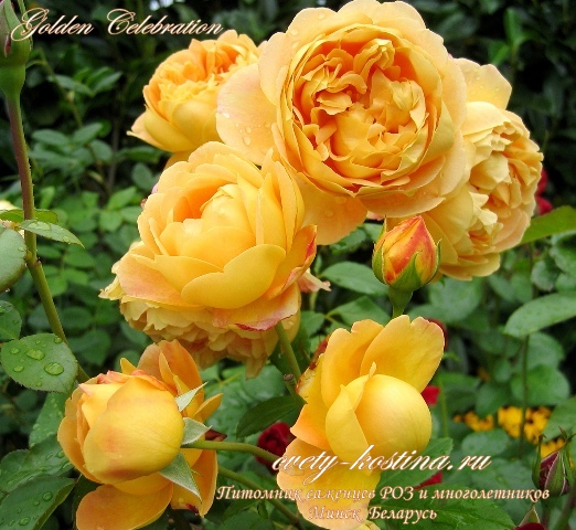 желтая английская роза Golden Celebration- David Austin