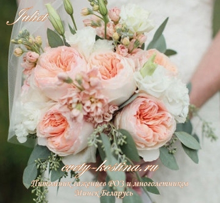английская абрикосовая срезочная роза Juliet- David Austin, букет невесты