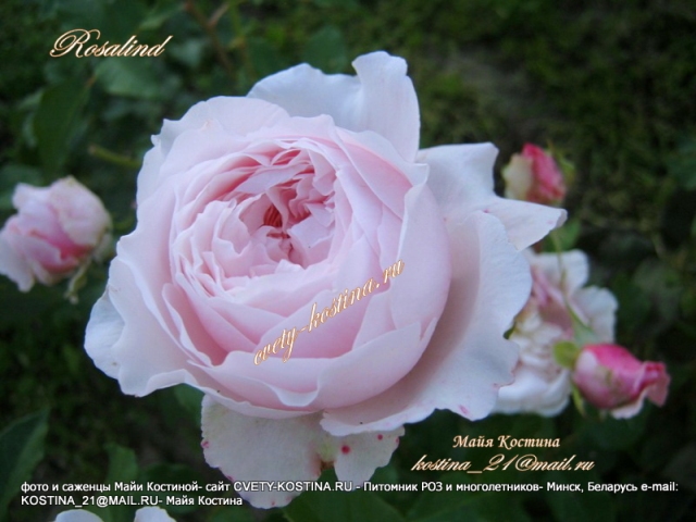 английская срезочная роза- Austin сорт Rosalind- Austew, цветок, бутон