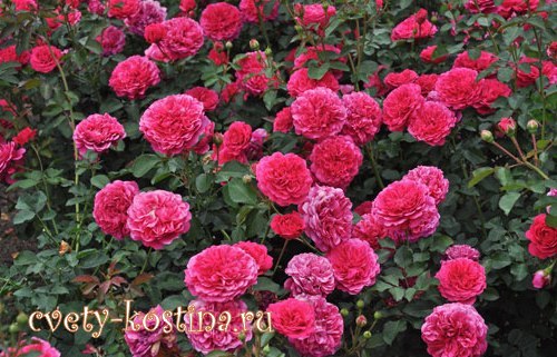 английская роза Дэвида Остина сорт Sir John Betjeman- цветущий куст