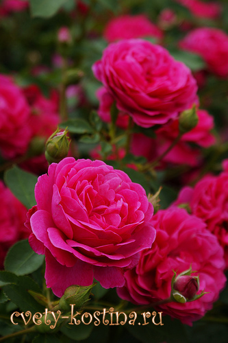 английская роза сорт Sir John Betjeman (AUSvivid) David Austin, цветы