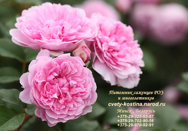 английская розовая роза Sister Elizabeth- AUSpalette- David Austin, цветы, фото