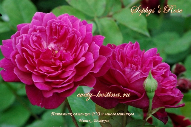 английская роза Дэвида Остина сорт Sophy’s Rose- AUSlot, цветы, фото