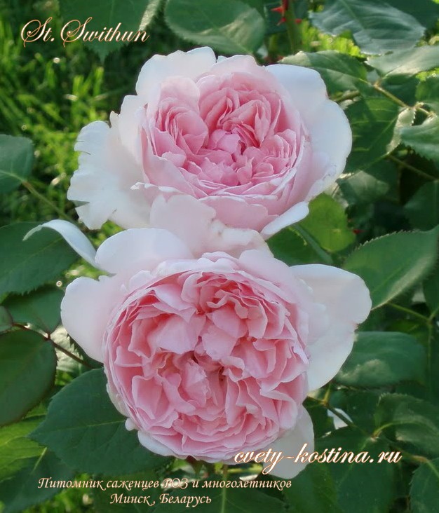  английская розовая роза St Swithun- AUSwith, Saint Swithun- David Austin