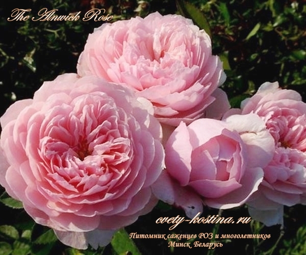 английская розовая роза сорт The Alnwick Rose- AUSgrab, Alnwick Castle