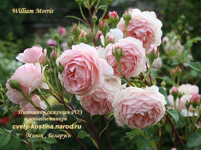 английская роза сорт William Morris - David Austin, цветы, бутоны