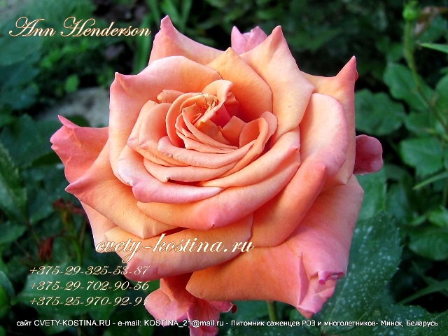 роза флорибунда сорт Ann Henderson- Fryer