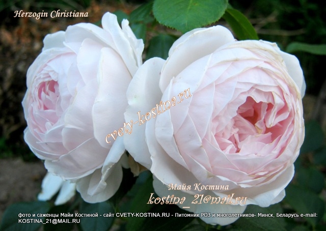 роза Кордеса сорт Herzogin Christiana- группе роз New Parfuma-фото
