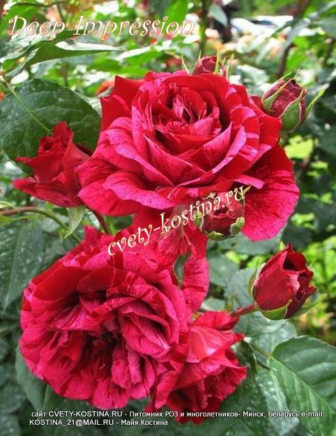 роза красная в розовую полоску Deep Impression, Tantau