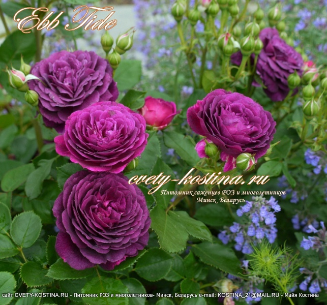 фиолетовая роза флорибунда сорт Ebb ​Tide- Purple Eden, фото, цветы