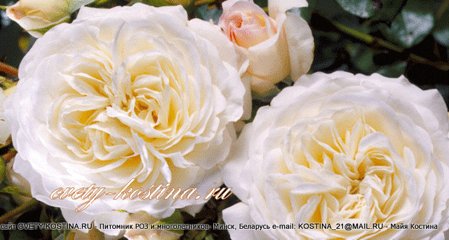 белая роза флорибунда сорт Ledreborg- Snowflake- Патио, цветы, фото