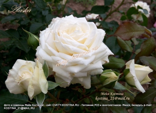 Белая плетистая роза сорт Alaska - Climber- цветы, бутон