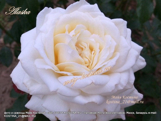 Белая плетистая роза сорт Alaska - Climber- большой цветок