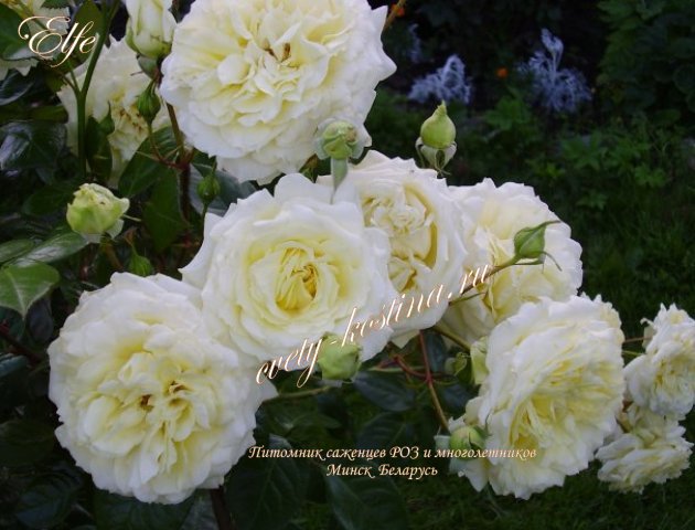  Плетистая бело- зеленая роза сорт Elfe - Frаncine Jordi- TANefle