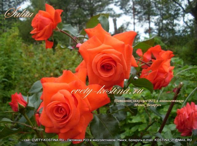 Плетистая оранжевая роза сорт Салита- Salita- KORmorlet - цветы, бутоны