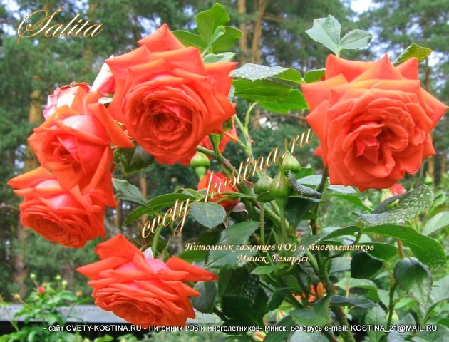 Плетистая оранжевая роза сорт Салита- Salita- KORmorlet- Клаймбер - цветы