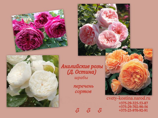 английские розы Дэвида Остина, сорта, каталог, фото