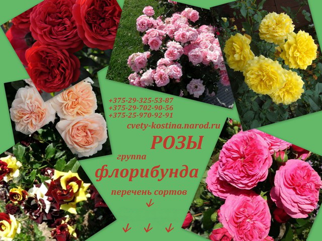 розы флорибунда, сорта, фото, цветы