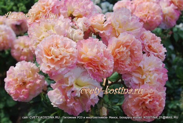 Чайно-гибридная роза Tantau сорт Augusta Luise, цветы, фото