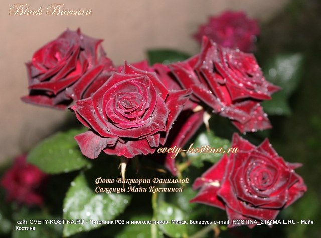 Чайно-гибридная чёрная роза Black Baccara-meilland- цветы, фото
