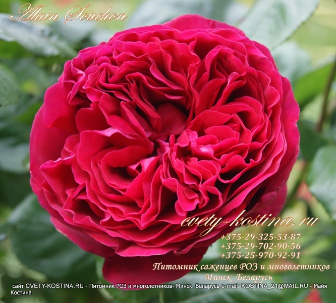  роза Alain Souchon- Rouge Royale, MEIkarouz- цветок, фото, описание