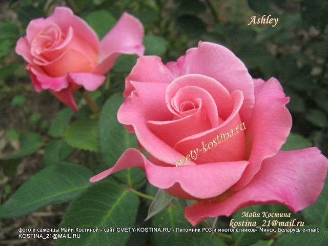 Чайно- гибридная роза Tantau сорт Ashley- в бутоне, цветок, фото 