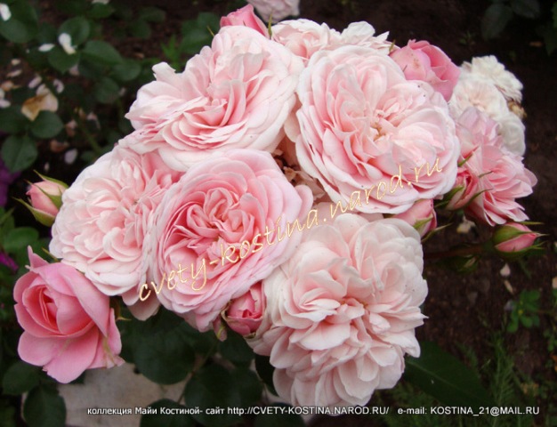 розовая роза Tantau Floribunda сорт Bailando, цветы, фото