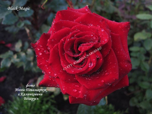Чайно-гибридная роза сорт Black Magic- цветок в саду фото
