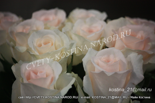 Чайно-гибридная роза сорт Clear Ocean- TANaraelc- цветы, фото, описание 
