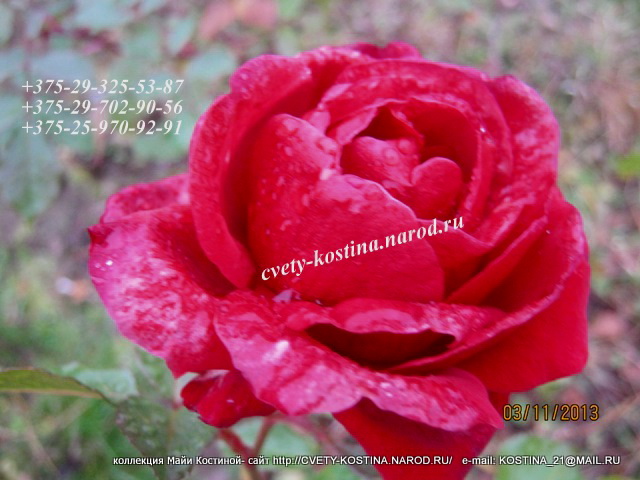 красная роза плетистая цветок осенью в саду фото