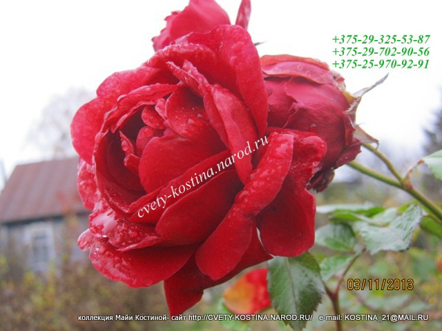 плетистая красная роза в каплях росы, дождя цветы, фото у дома