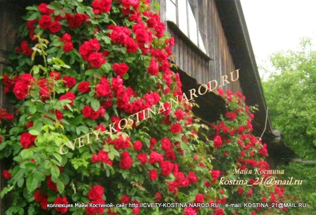 плетистая красная роза сорт Flamentanz куст в цвету на опоре, на арке у дома в саду, фото