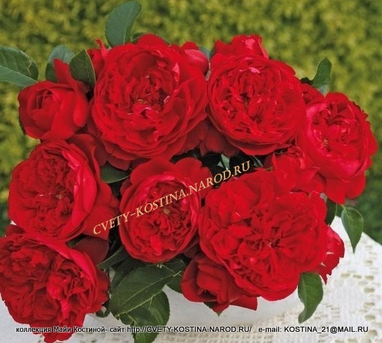 красная плетистая роза Кордеса сорт Florentina- цветы