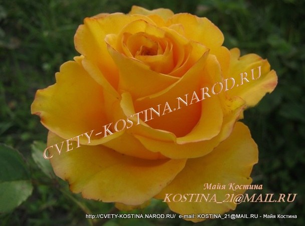 ярко- желтая чайно- гибридная роза сорт Kerio, цветок, фото, описание